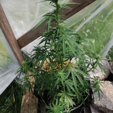 Royal AK Auto growlog timeline photo