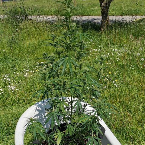 Royal AK Auto growlog timeline photo