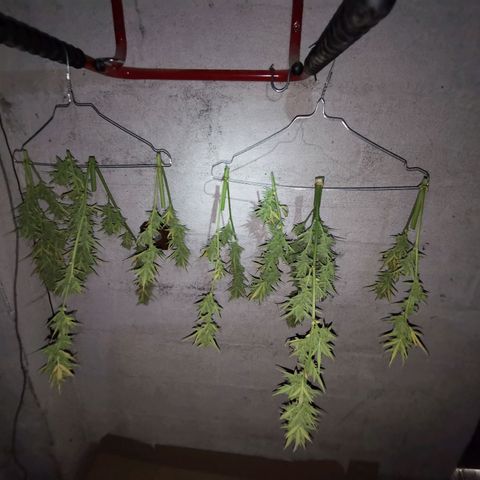 Royal AK Auto growlog timeline photo