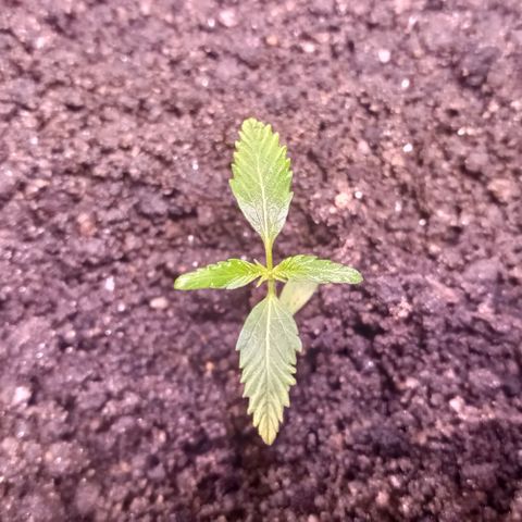 Genética desconhecida growlog photo: Estão crescendo rápido as garotas 🙅🏻‍♂️