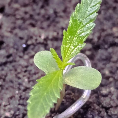 Genética desconhecida growlog photo: Estão crescendo rápido as garotas 🙅🏻‍♂️