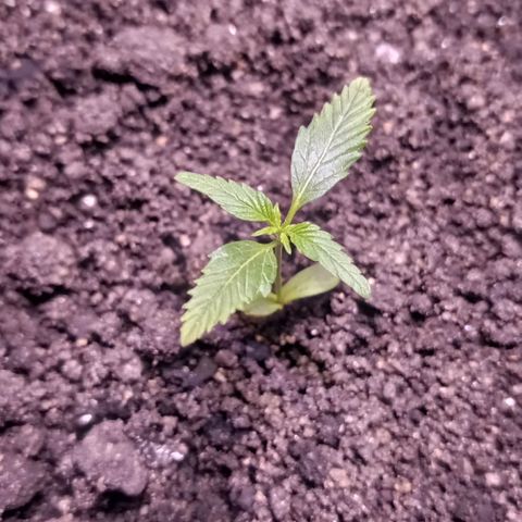 Genética desconhecida growlog photo: Crescendo, a partir de 01/02 entramos controlando o PH da água e vamos iniciar adubação 