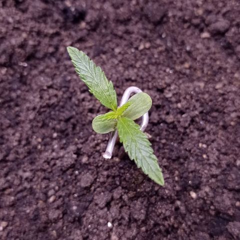 Genética desconhecida growlog photo: Crescendo, a partir de 01/02 entramos controlando o PH da água e vamos iniciar adubação 