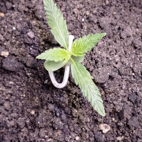 Genética desconhecida growlog photo: Foto do dia primeiro de agosto tinha esquecido de postar 