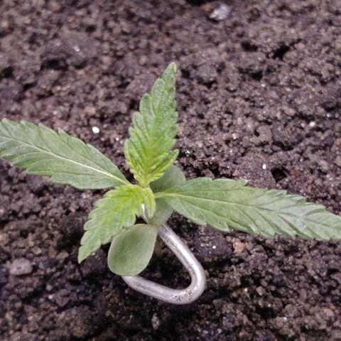 Genética desconhecida growlog photo: Foto do dia primeiro de agosto tinha esquecido de postar 