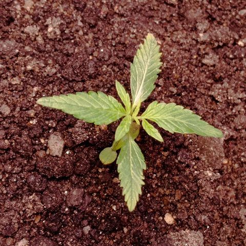 Genética desconhecida growlog photo: Foto do dia primeiro de agosto tinha esquecido de postar 