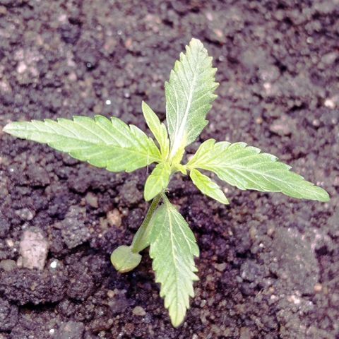Genética desconhecida growlog photo: Foto do dia primeiro de agosto tinha esquecido de postar 