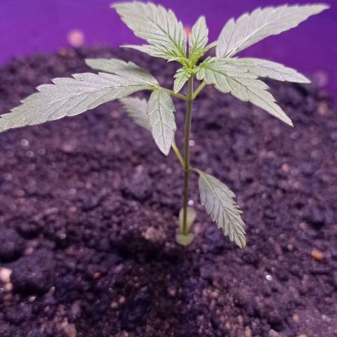 Genética desconhecida growlog timeline photo
