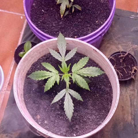 Genética desconhecida growlog timeline photo