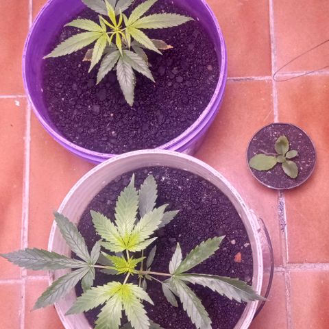 Genética desconhecida growlog timeline photo