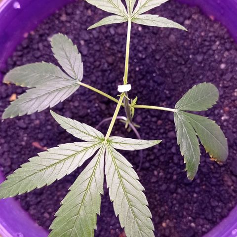 Genética desconhecida growlog photo: Primeira poda, galhos nascendo 