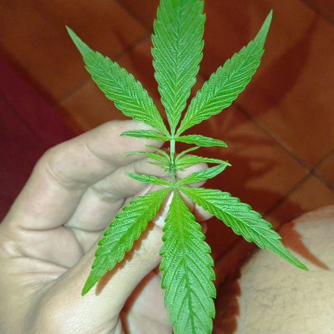 Genética desconhecida growlog photo: Primeira poda, galhos nascendo 