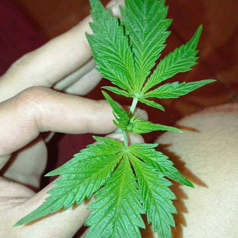 Genética desconhecida growlog photo: Primeira poda, galhos nascendo 