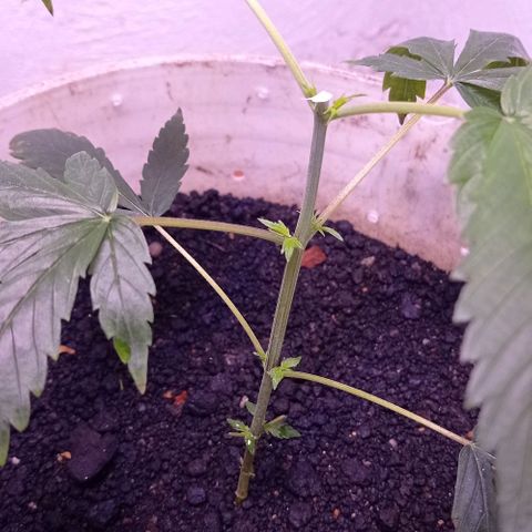 Genética desconhecida growlog photo: Primeira poda, galhos nascendo 