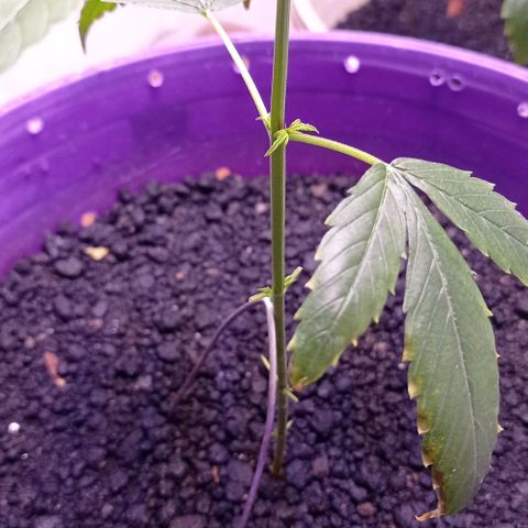 Genética desconhecida growlog photo: Primeira poda, galhos nascendo 