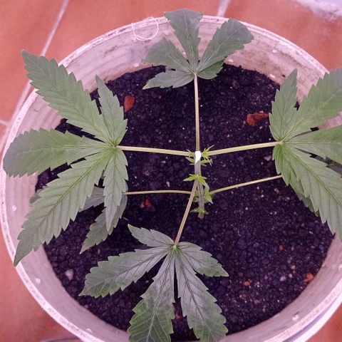 Genética desconhecida growlog photo: Primeira poda, galhos nascendo 