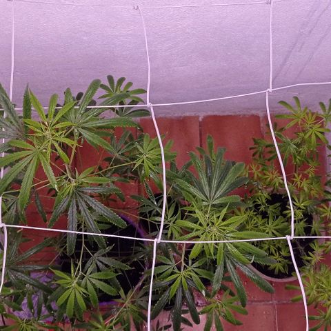 Genética desconhecida growlog timeline photo
