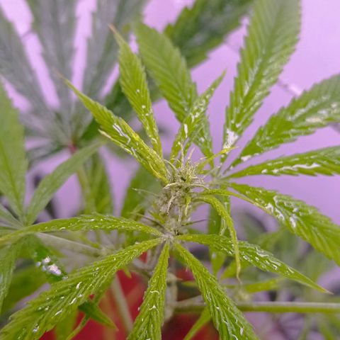 Genética desconhecida growlog timeline photo