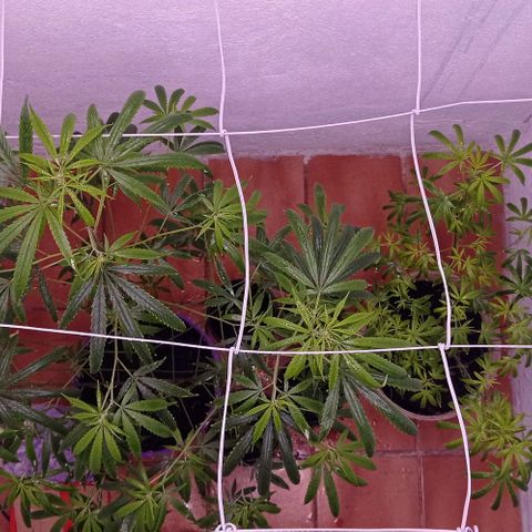 Genética desconhecida growlog timeline photo