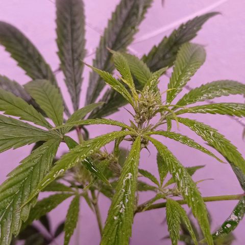 Genética desconhecida growlog timeline photo