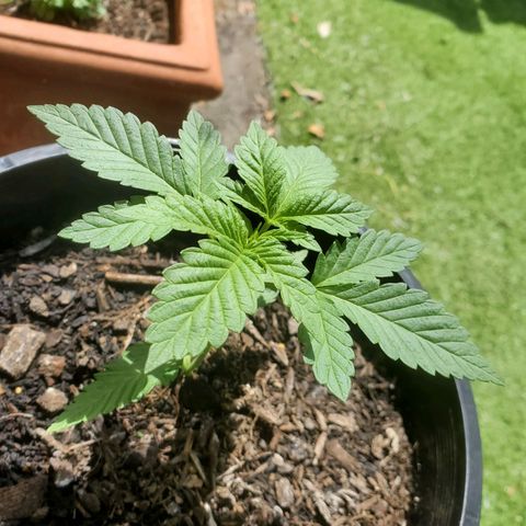 Herbert growlog timeline photo