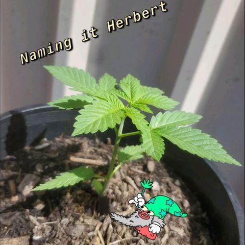 Herbert growlog photo: Herbert and the Dope Dwarf