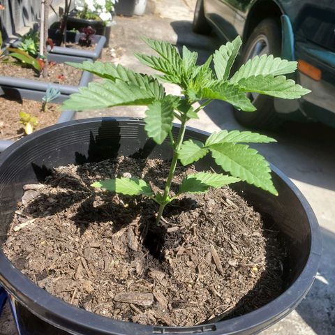 Herbert growlog timeline photo
