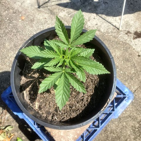 Herbert growlog timeline photo