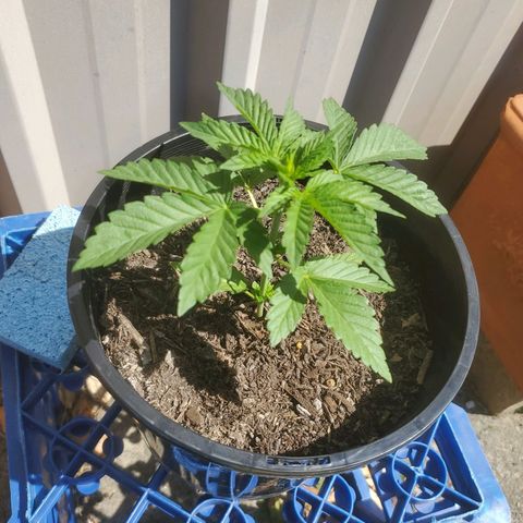 Herbert growlog timeline photo
