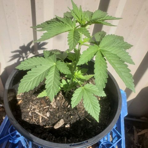 Herbert growlog timeline photo