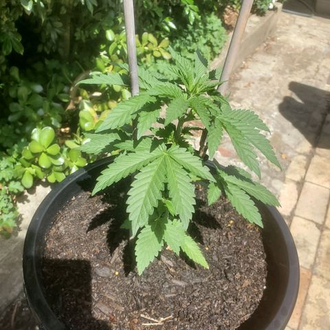 Herbert growlog timeline photo