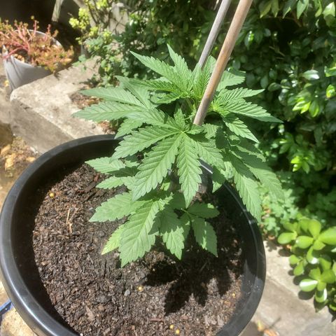 Herbert growlog timeline photo