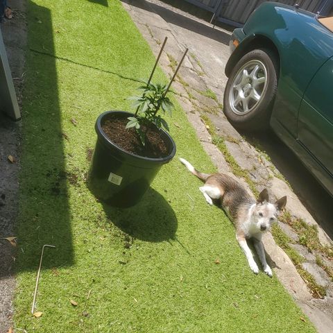 Herbert growlog timeline photo