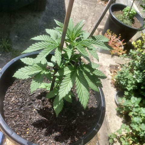 Herbert growlog timeline photo