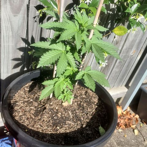 Herbert growlog timeline photo