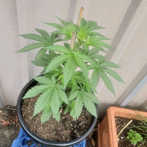 Herbert growlog timeline photo