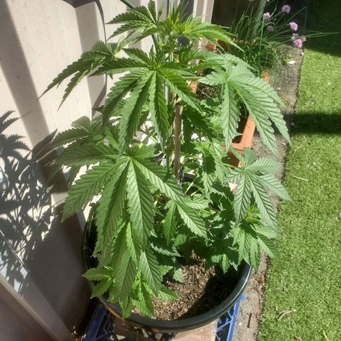 Herbert growlog timeline photo