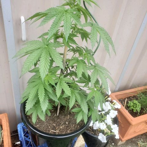 Herbert growlog timeline photo