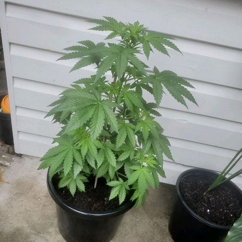 Herbert growlog timeline photo