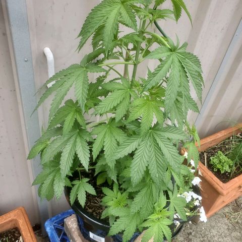Herbert growlog timeline photo