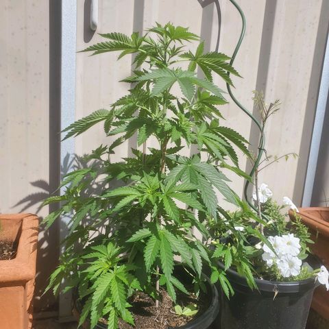 Herbert growlog timeline photo