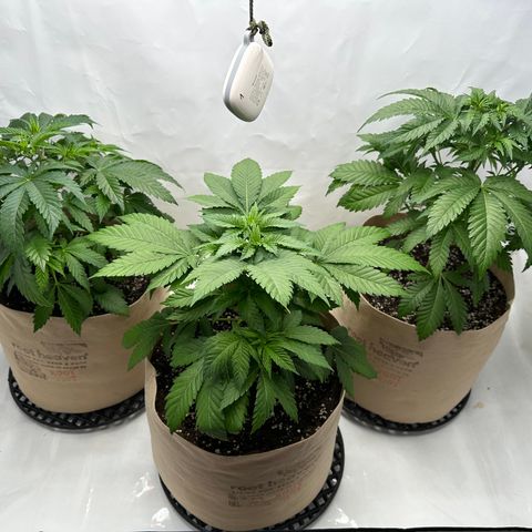Hulkberry growlog timeline photo