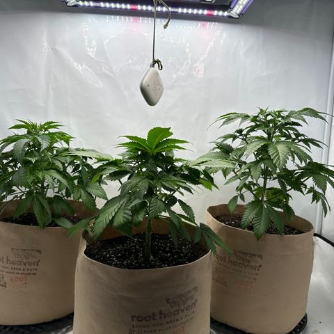 Hulkberry growlog timeline photo