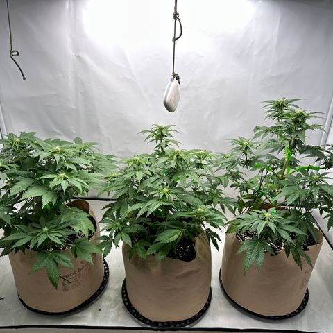 Hulkberry growlog timeline photo