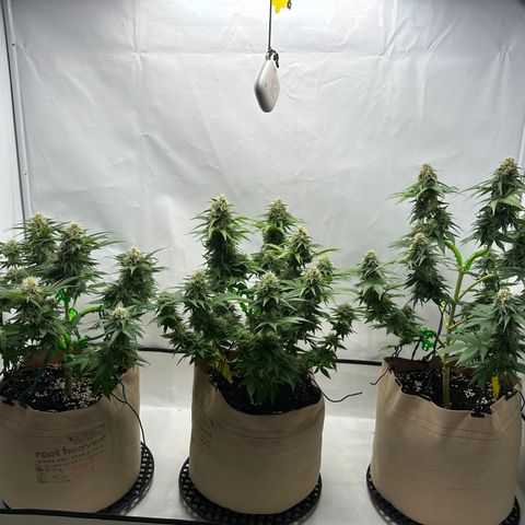 Hulkberry growlog timeline photo