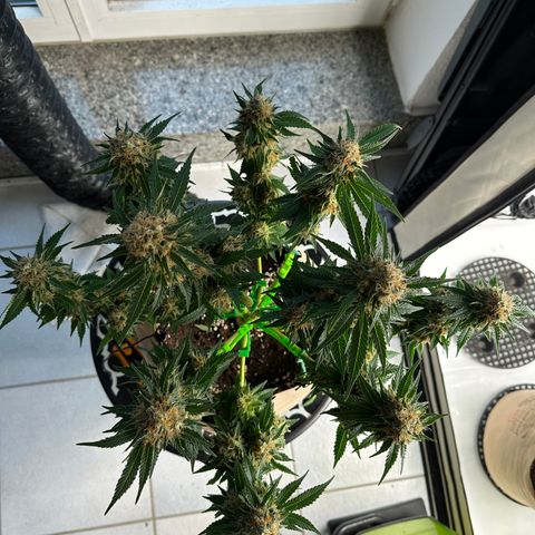 Hulkberry growlog timeline photo