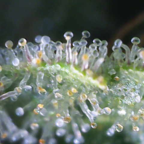 Hulkberry growlog timeline photo