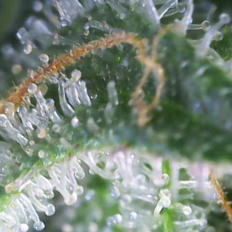 Hulkberry growlog timeline photo