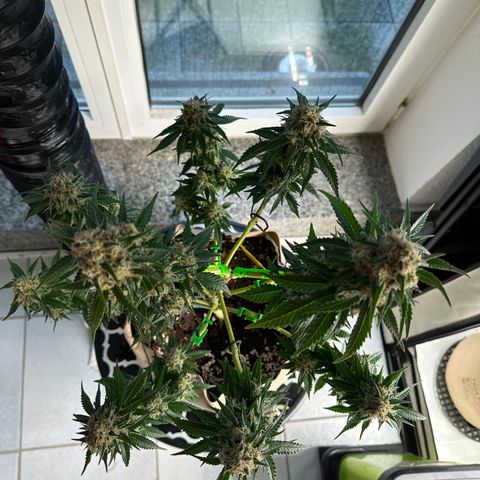 Hulkberry growlog timeline photo