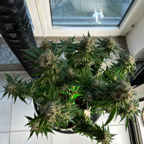 Hulkberry growlog timeline photo